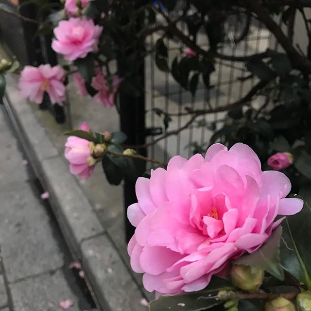 東京では、冬の花 サザンカが咲いてます。秋田では雪が降るから、サザンカは見かけないなぁ！#サザンカ #冬 #東京の冬