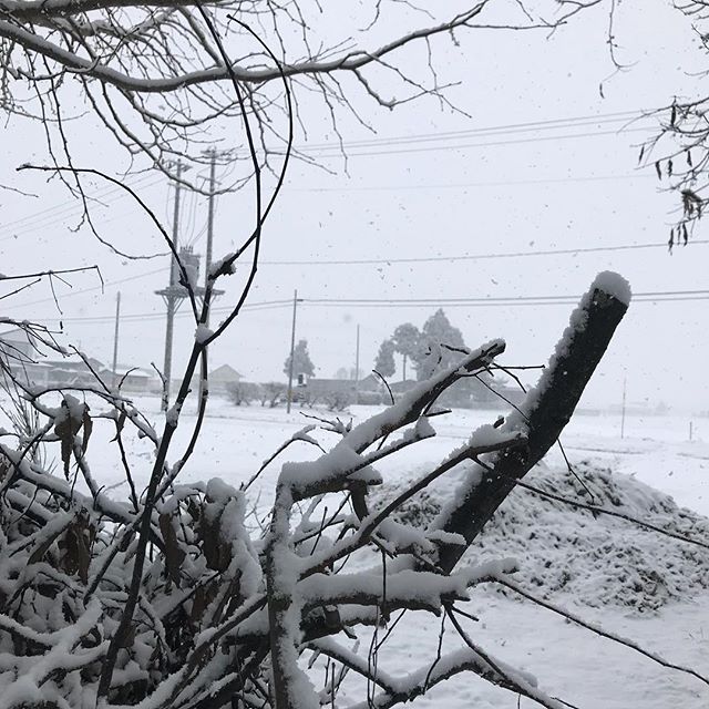 今日は吹雪(≧∀≦)大荒れの秋田県大仙市です。#雪 #吹雪 #大雪 #秋田 #大仙市