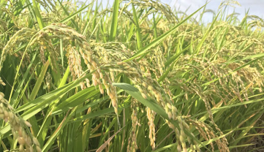 麦を作ると補助金が出る　農家は米から麦へ転向　米が日本からなくなる？