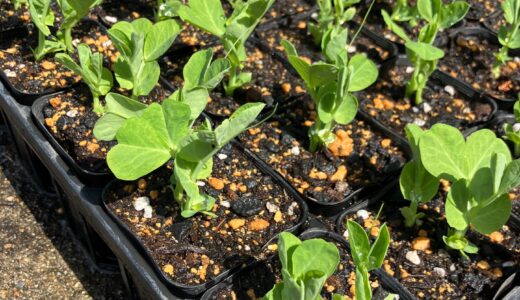 芽が出てきた！