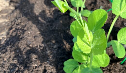 植えるか、飢えるか？